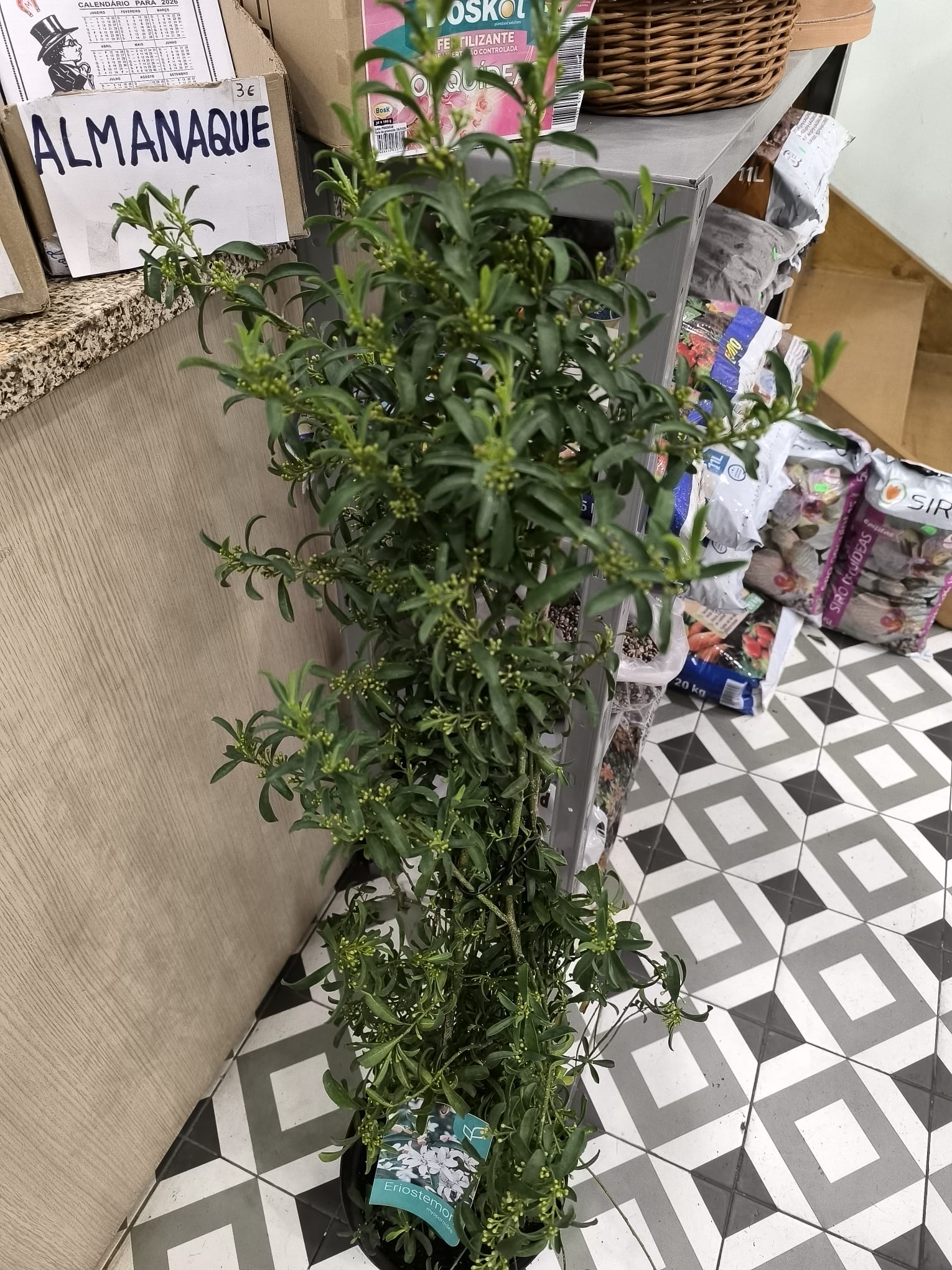 Sementes Hortícolas e Aromáticas (Variadas)